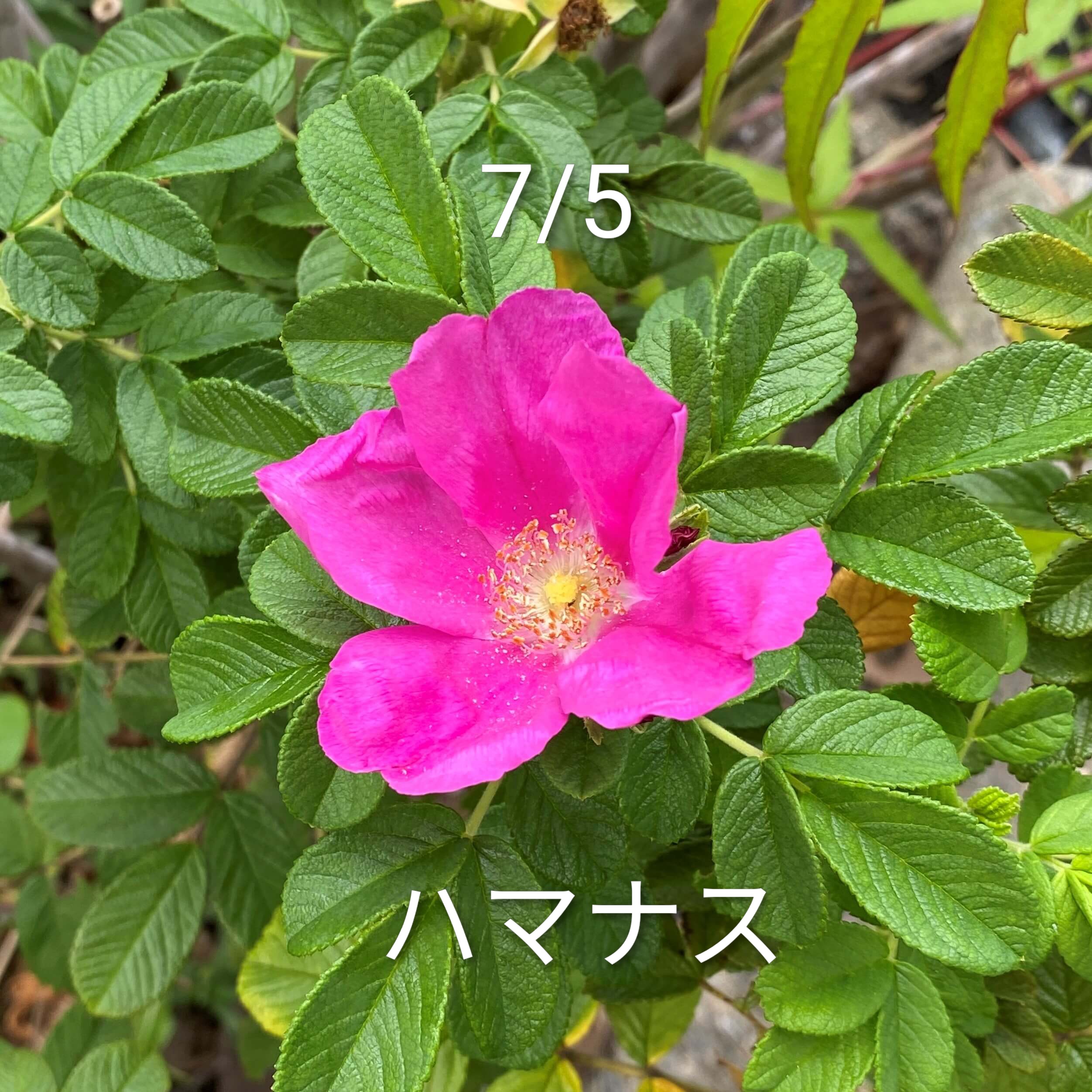 メイン画像