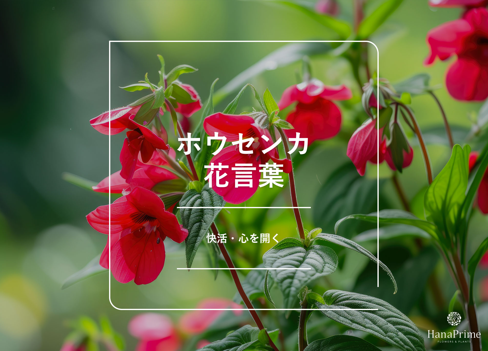 メイン画像