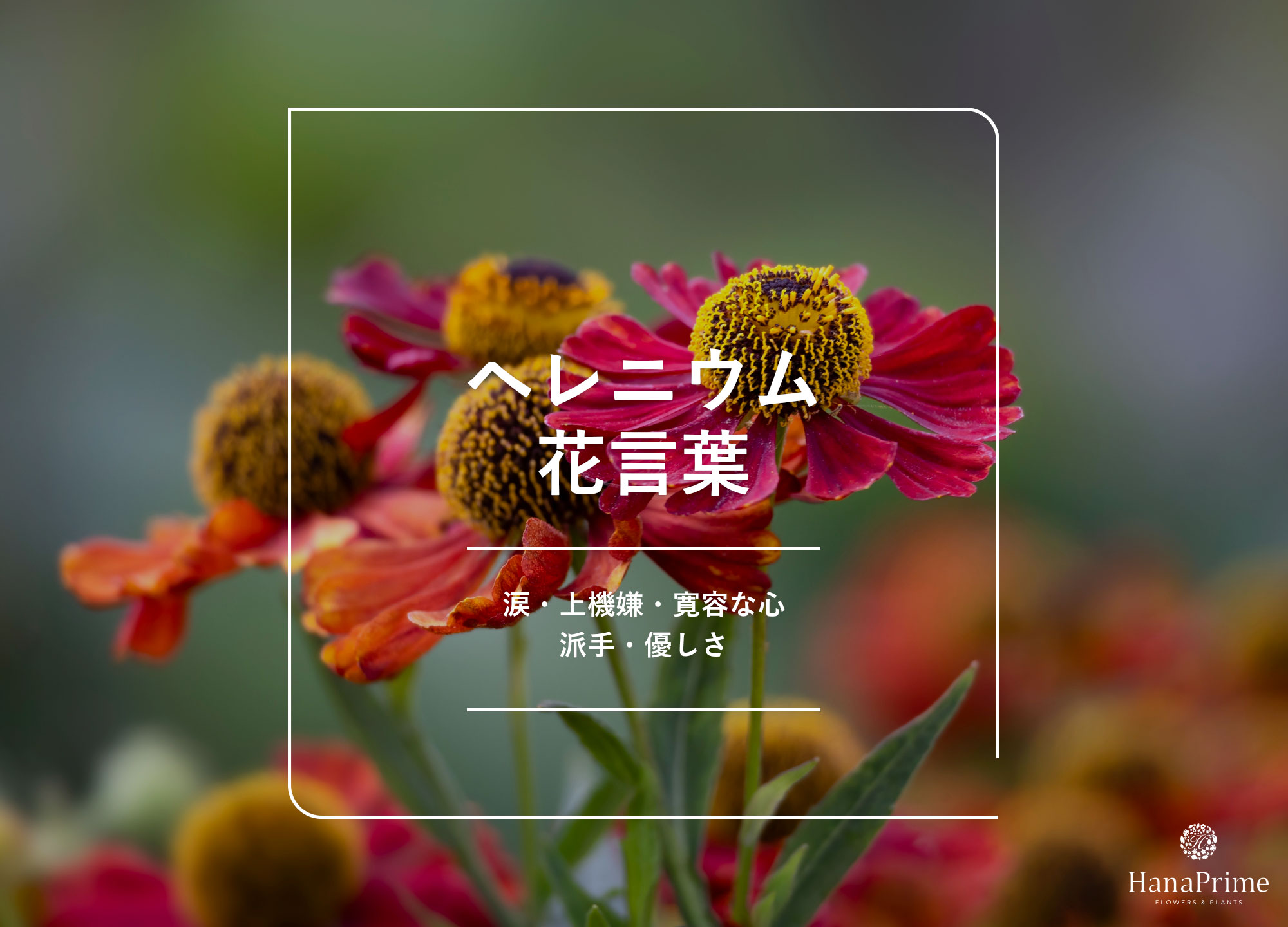 メイン画像